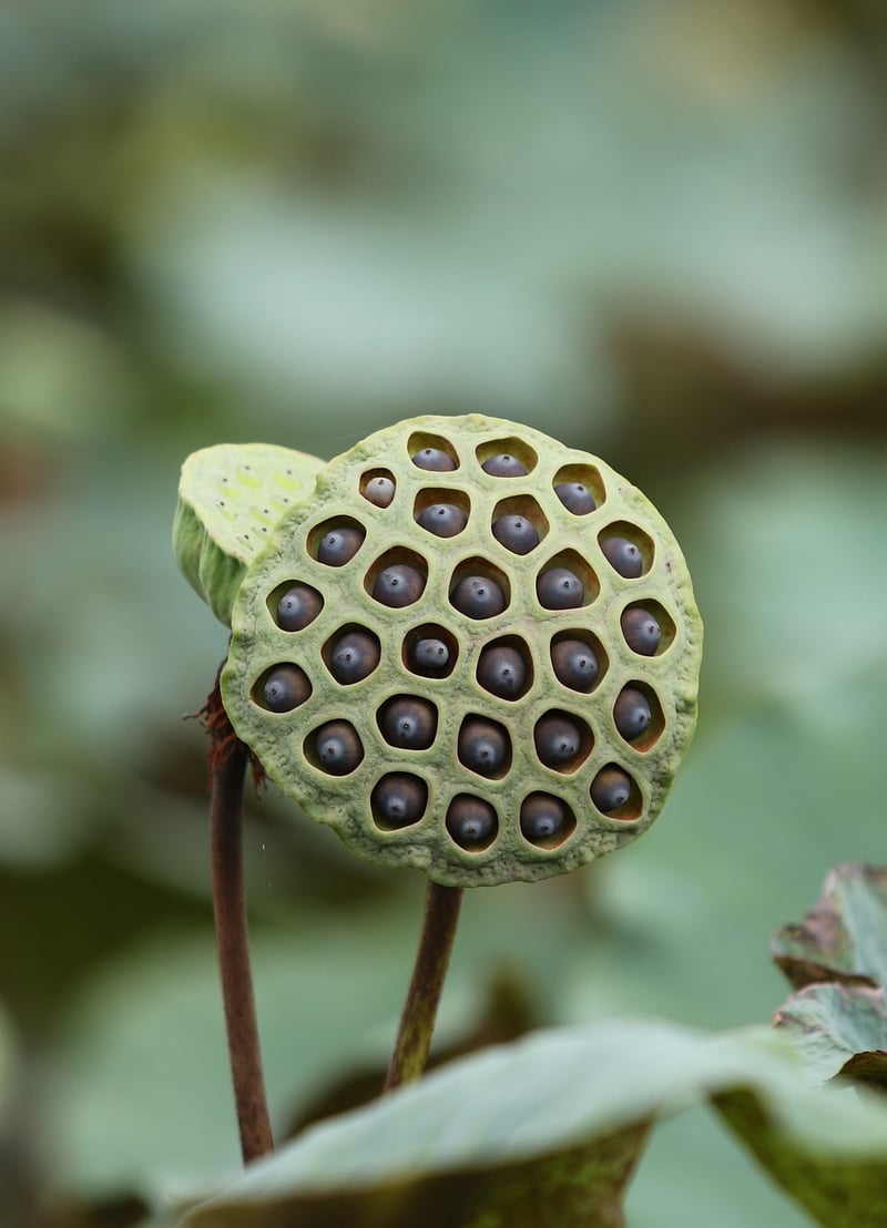 Chrono Pods